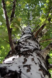 树, 桦木, 叶子, 树干, 夏季, 白桦树皮, 特写, 自然 树, 桦木, 叶子, 树干, 夏季, 白桦树皮, 特写, 自然