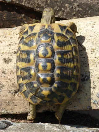 乌龟，上传，兔子和乌龟的寓言，努力，保护物种，龟鳖，爬行动物