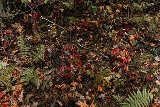 秋天在雾天向森林走去