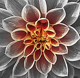 花，开花，开花，自然，紧密，花丝，自然之美，开花植物