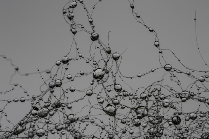 水滴，网络，突触，珍珠，灰色，雨滴，别墅，自然