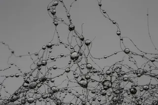 水滴，网络，突触，珍珠，灰色，雨滴，别墅，自然