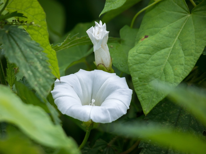 bindweed，blossom，bloom，bud，农田风，风温室，白色，花朵