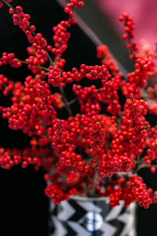 黑白花盆里的红罗文