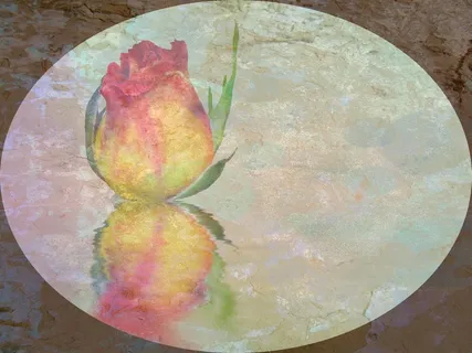 玫瑰，开花，盛开，崇高，高贵，花，植物，装饰品