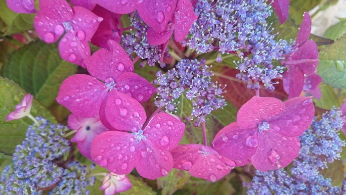 自然, 花, 雨, 花园, 开花植物, 自然之美, 植物, 增长