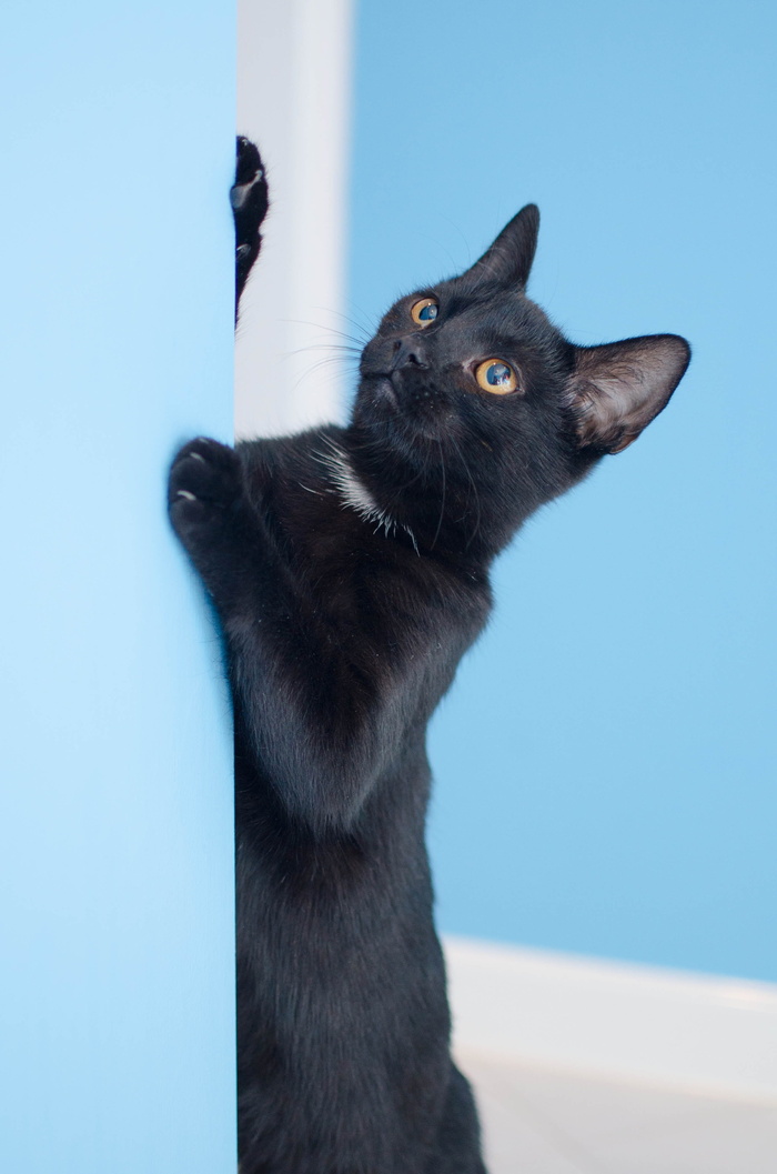 孟买猫，躺着，青色表面，猫，黑猫，盯着猫，家猫，精心打扮的猫