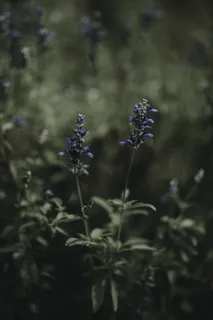 蓝色簇花 蓝色簇花