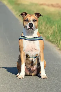 美国斯塔福德郡梗,阿姆斯塔夫犬,斗牛犬,狗,夏天,草地,加斯犬,动物 美国斯塔福德郡梗,阿姆斯塔夫犬,斗牛犬,狗,夏天,草地,加斯犬,动物