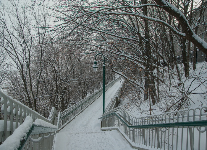 冬天，雪，霜，楼梯，寒冷的温度，光秃秃的树，树，植物