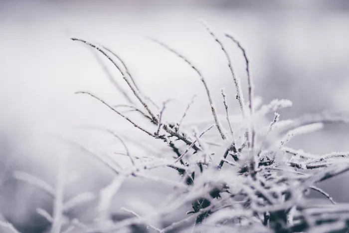 积雪杂草的选择性聚焦摄影