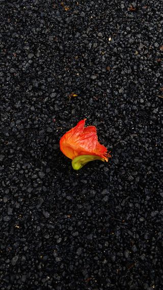 印度，班加罗尔，第一大道，绿色，砾石，潮湿，雨水，地面