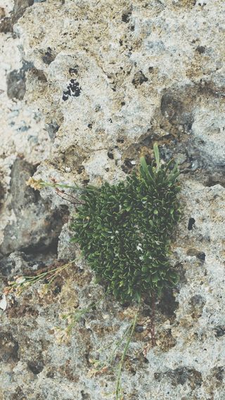 岩石、植物、生命、跋涉、裂缝、草药、植物、生长
