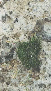 岩石、植物、生命、跋涉、裂缝、草药、植物、生长 岩石、植物、生命、跋涉、裂缝、草药、植物、生长