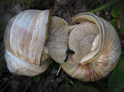 蜗牛,吞食,爱情游戏,关闭,蜗牛壳,情人,壳,特写 蜗牛,吞食,爱情游戏,关闭,蜗牛壳,情人,壳,特写
