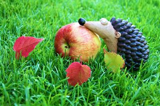 食欲, 装饰, 适合, 秋天的天气, 晴天, 草, 植物, 绿色