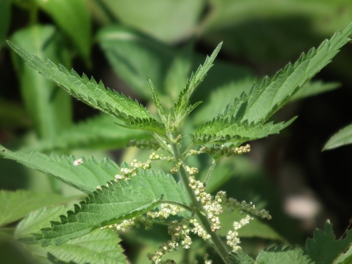 叶子，荨麻，绿色，发痒，绿色，草，绿草，草叶