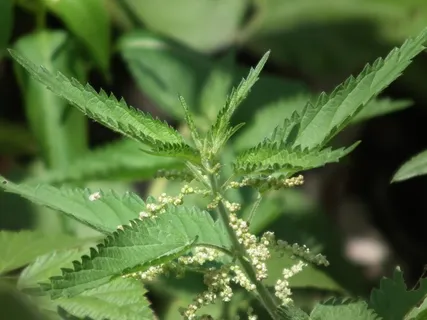 叶子,荨麻,绿色,发痒,绿色,草,绿草,草叶 叶子,荨麻,绿色,发痒,绿色,草,绿草,草叶