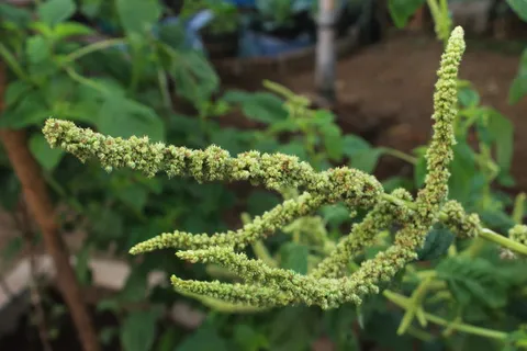 苋菜花、植物、植物区系、绿色、生长、自然、特写、聚焦前景 苋菜花、植物、植物区系、绿色、生长、自然、特写、聚焦前景