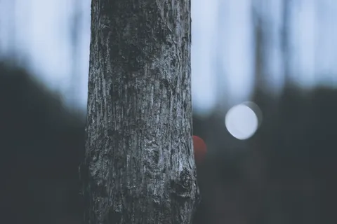 树体浅焦摄影 树体浅焦摄影