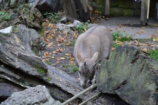 gams、animal、wild animal、nature、log、zoo、wild park、horns