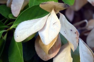 叶子，秋天，木达，变换，变化，叶子，植物部分，特写