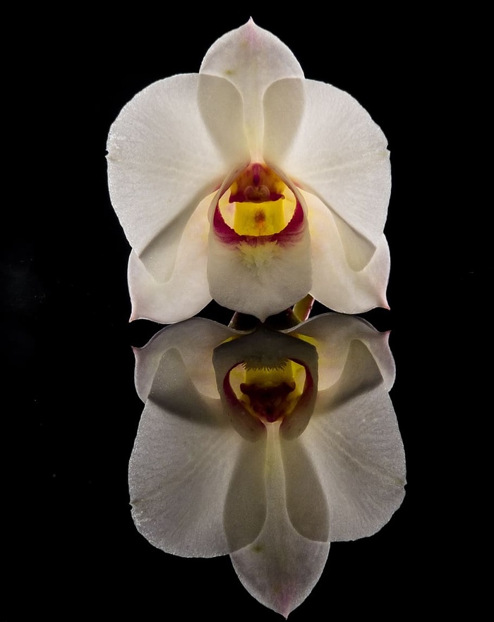 花朵，花朵，花朵，白色，orchdee，关闭，花瓣，黑色背景
