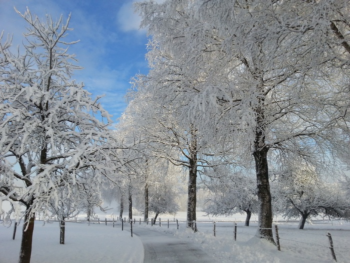 冬天的早晨，雪，自然，寒冷，冬天的时候，树，雪，景观