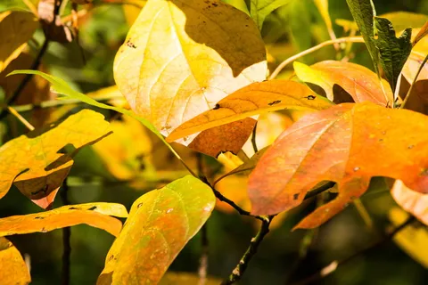 库存、壁纸、自然、野生、森林、木材、橙色、黄色 库存、壁纸、自然、野生、森林、木材、橙色、黄色