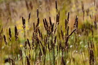 花, 自然, 宏, 春天的花朵, 植物, 鲜花, 叶子是, 春天