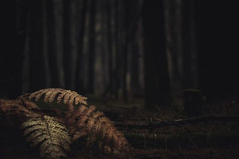 棕色蕨类植物靠近树木