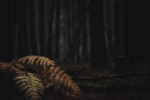 棕色蕨类植物靠近树木