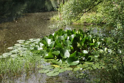 湖, 水池, 群落, 睡莲, 独独, 自然保育, 普法尔茨, 植物