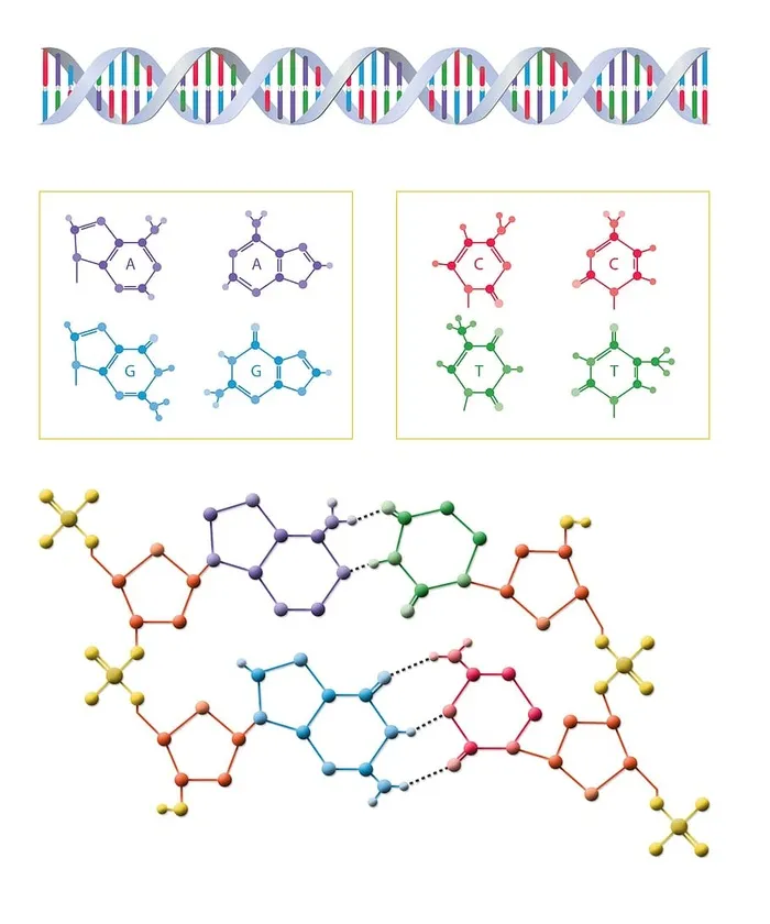 照片，原子拼贴，dna，生物学，科学，分子，遗传学，基因