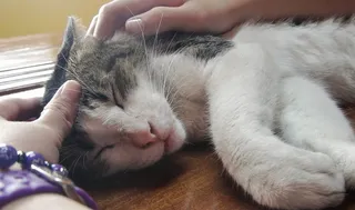 菲律宾，小猫，可爱，睡觉，睡觉，爱抚，猫，ph