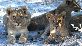 三，棕色，狮子，卧，灰色，枯萎，草地，白天