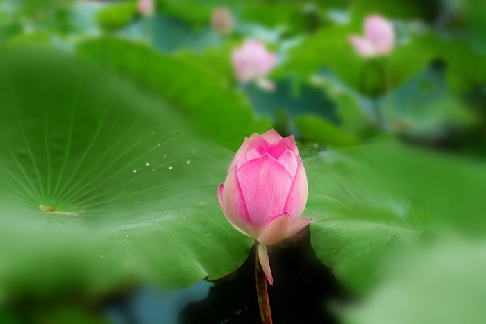 粉红色，莲花芽，选择性，聚焦摄影，莲花，夏天，植物，开花