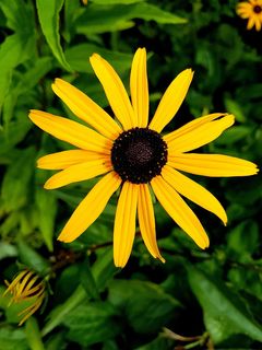 花，开花，植物群，紫草，开花植物，花头，黄色，花瓣