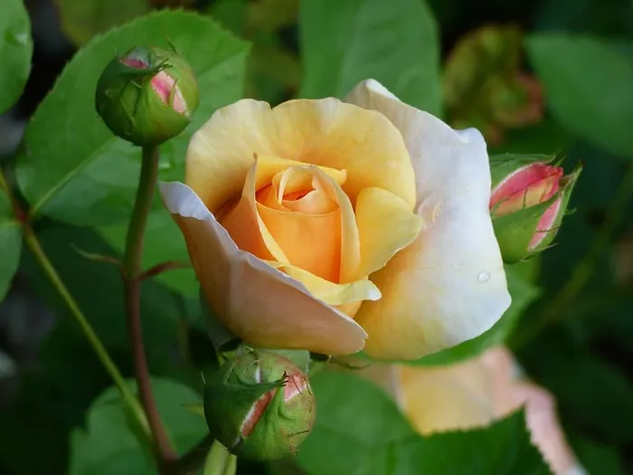 玫瑰，自然，蓓蕾，花朵，花朵，花朵，玫瑰，花园玫瑰