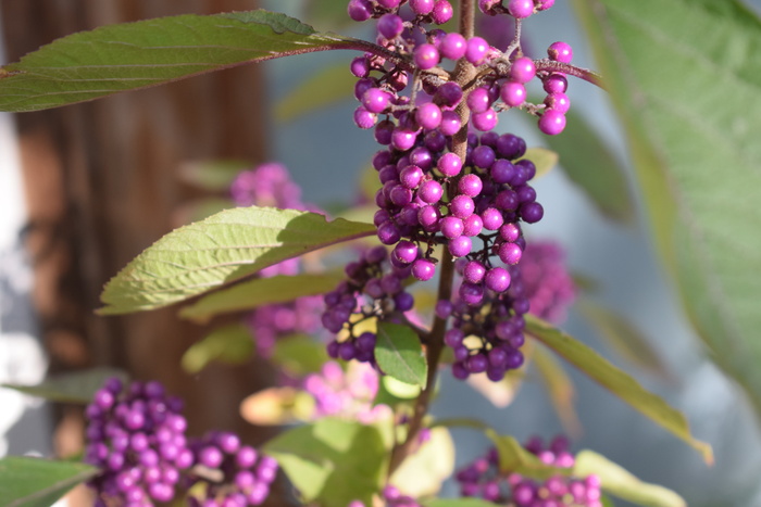 glasbär、灌木、多年生植物、植物、花卉、花园、花卉、自然