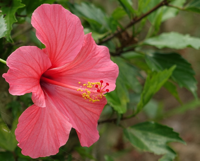 照片，盛开，粉红色，芙蓉花，芙蓉，扶桑，月季，花朵