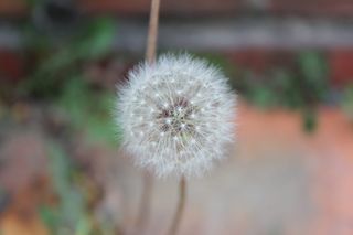 蒲公英, 霍尔先生, 光, 自然, 鲜花, 种子, 植物, 池