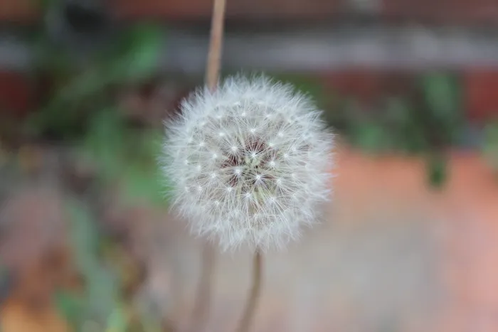 蒲公英, 霍尔先生, 光, 自然, 鲜花, 种子, 植物, 池 蒲公英, 霍尔先生, 光, 自然, 鲜花, 种子, 植物, 池
