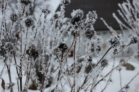 种子荚果、霜冻、花园、植物、低温、冬季、雪、冰冻
