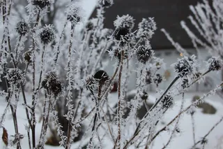 种子荚果、霜冻、花园、植物、低温、冬季、雪、冰冻