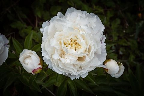 牡丹，月季，白，花，春天，开花植物，植物，花瓣