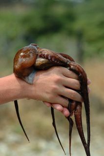 棕色八头章鱼，动物，无脊椎动物，海洋生物，章鱼，手指，西班牙塞尔瓦港