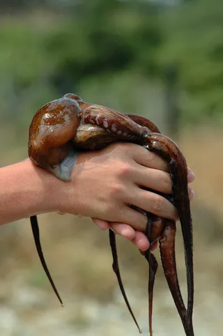 棕色八头章鱼，动物，无脊椎动物，海洋生物，章鱼，手指，西班牙塞尔瓦港