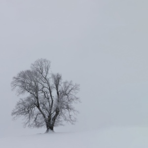 树，有盖，雪，班奇，植物，自然，户外，冬季