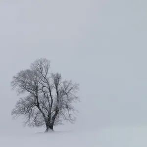 树，有盖，雪，班奇，植物，自然，户外，冬季